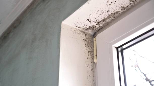 Best Basement Mold Remediation in Celina, TN