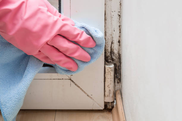 Trusted Celina, TN Mold Remediation Experts